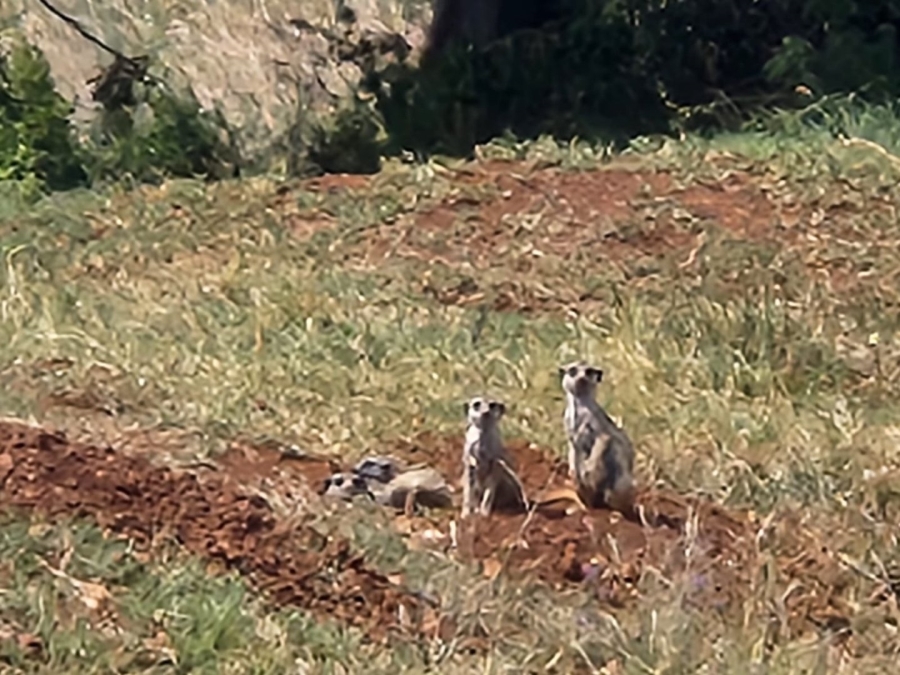 Commercial Property for Sale in Lekwena Wildlife Estate North West